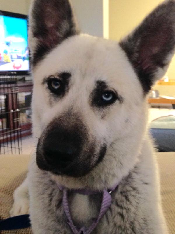 /Images/uploads/Humane Society of Lackawanna County/LoveYourPet/entries/9605thumb.jpg